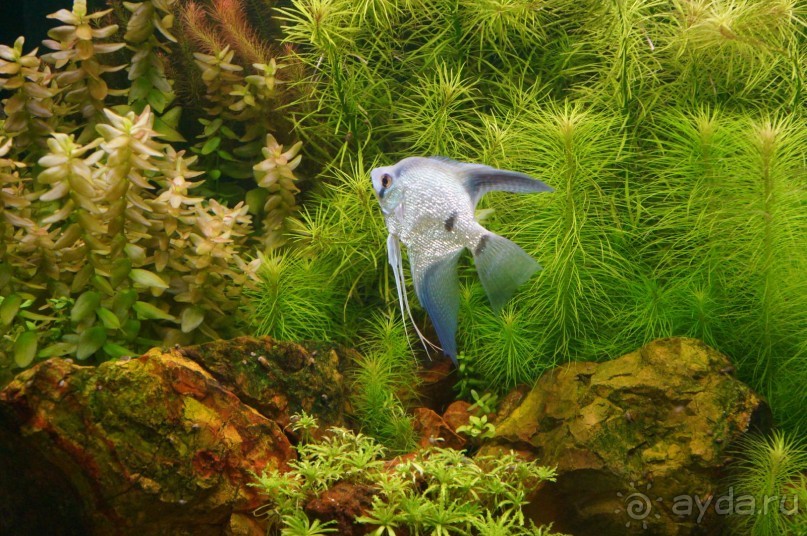 Побыть немного аптекарем