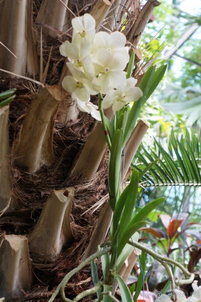 Побыть немного аптекарем