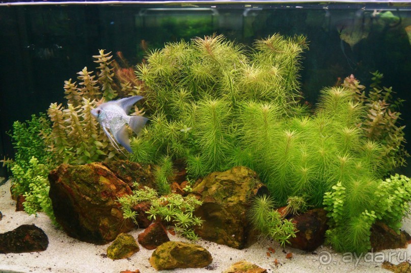 Побыть немного аптекарем