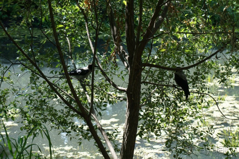 Побыть немного аптекарем