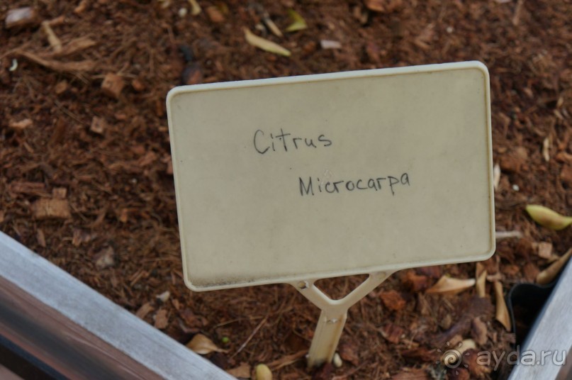 Побыть немного аптекарем