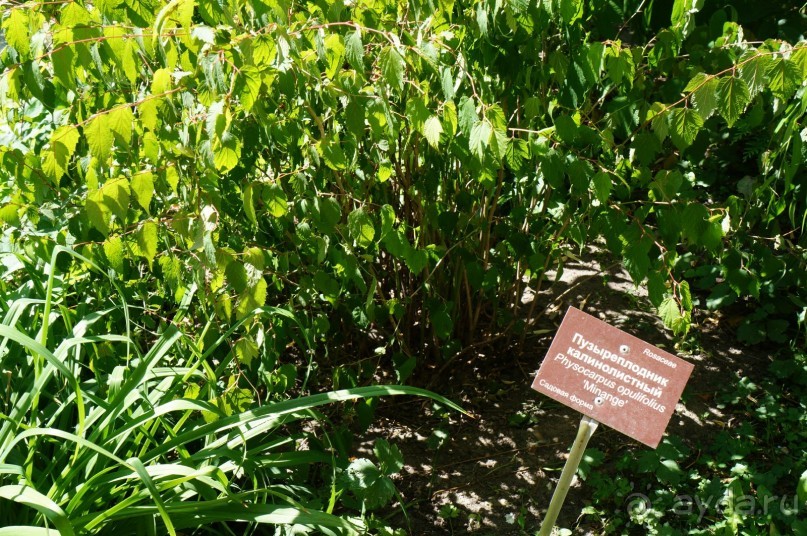 Побыть немного аптекарем