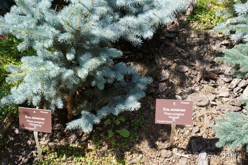 Побыть немного аптекарем