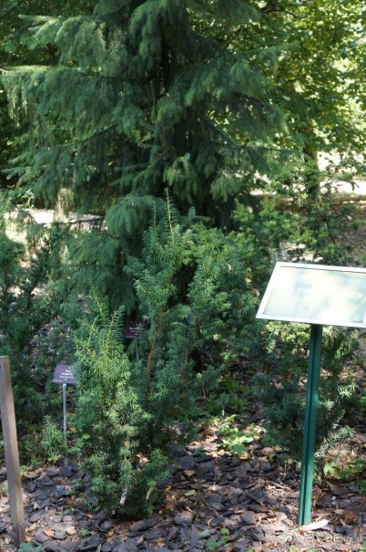 Побыть немного аптекарем