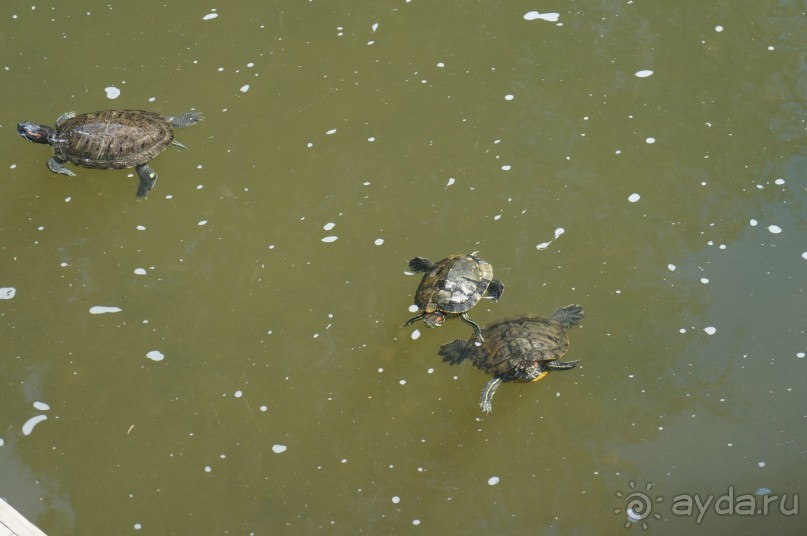 Побыть немного аптекарем