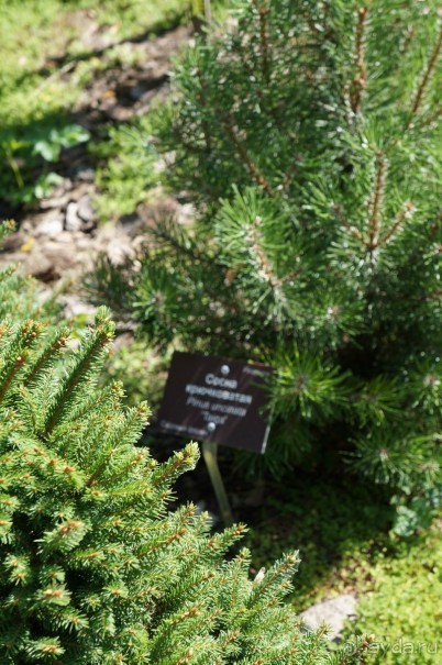 Побыть немного аптекарем