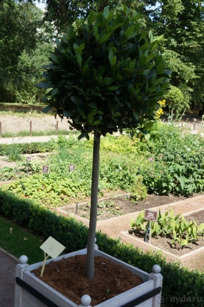 Побыть немного аптекарем