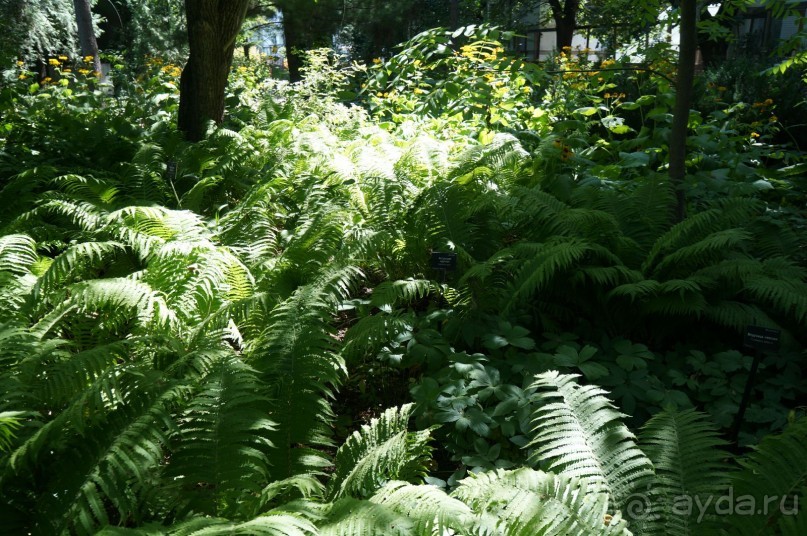 Побыть немного аптекарем