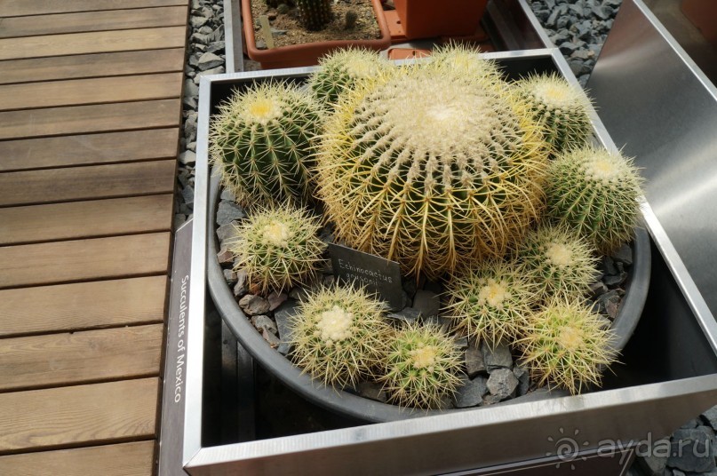 Побыть немного аптекарем