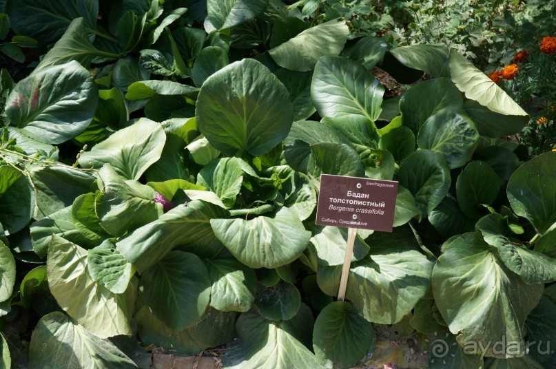 Побыть немного аптекарем