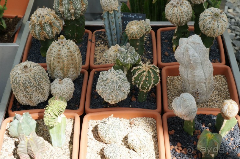 Побыть немного аптекарем