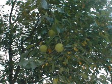 Таинственная Дива, выныривающая из Черного моря