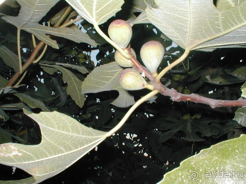 Таинственная Дива, выныривающая из Черного моря