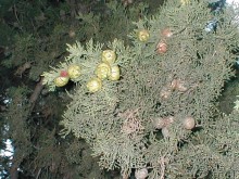 Таинственная Дива, выныривающая из Черного моря