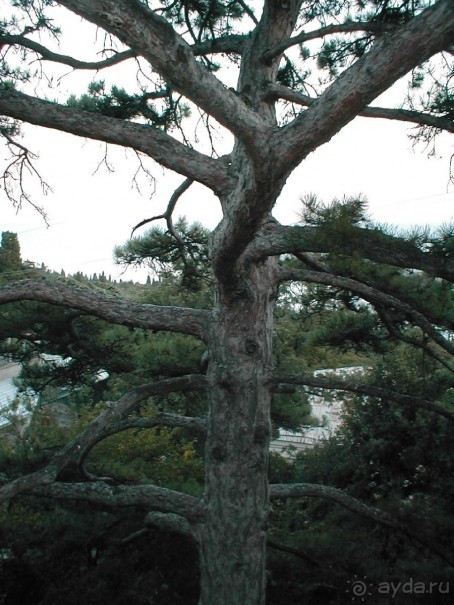 Таинственная Дива, выныривающая из Черного моря