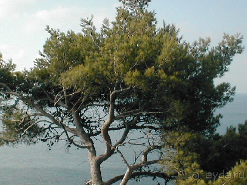 Таинственная Дива, выныривающая из Черного моря