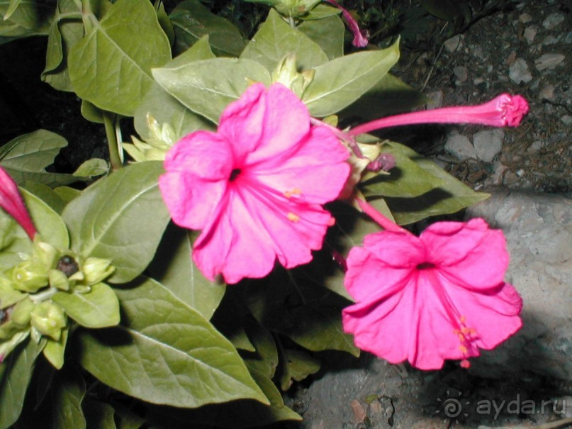 Таинственная Дива, выныривающая из Черного моря