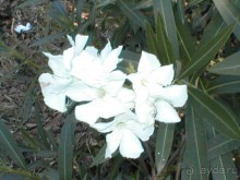 Таинственная Дива, выныривающая из Черного моря