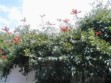 Таинственная Дива, выныривающая из Черного моря