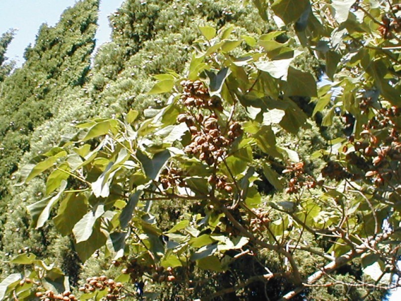 Таинственная Дива, выныривающая из Черного моря