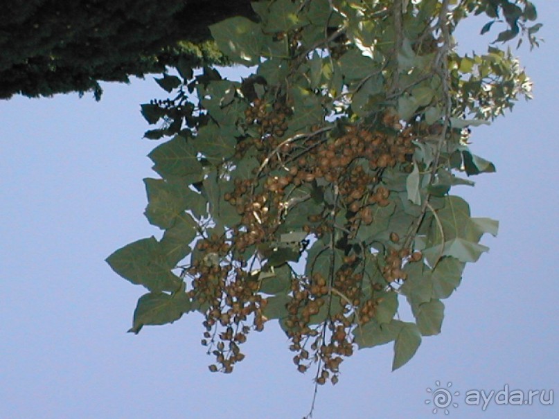 Таинственная Дива, выныривающая из Черного моря