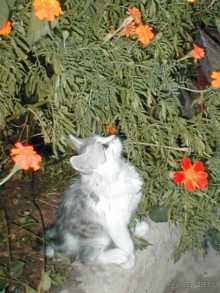 Таинственная Дива, выныривающая из Черного моря