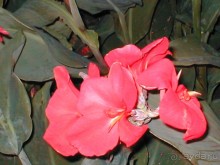 Таинственная Дива, выныривающая из Черного моря