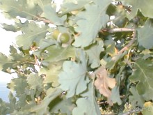 Таинственная Дива, выныривающая из Черного моря