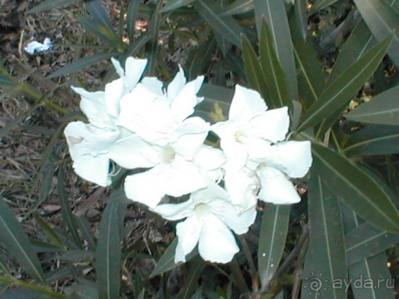 Таинственная Дива, выныривающая из Черного моря