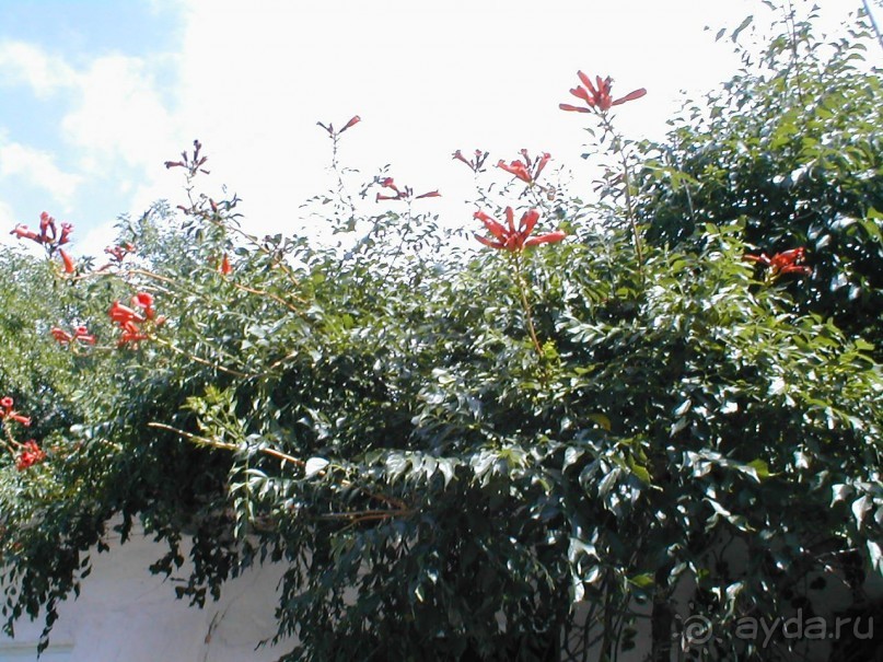 Таинственная Дива, выныривающая из Черного моря