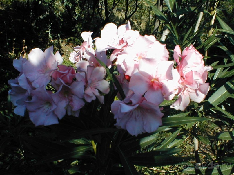 Таинственная Дива, выныривающая из Черного моря