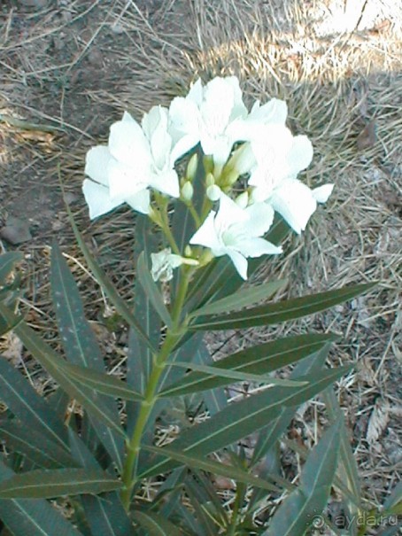 Таинственная Дива, выныривающая из Черного моря