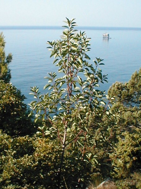 Таинственная Дива, выныривающая из Черного моря