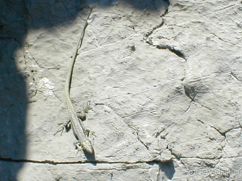 Таинственная Дива, выныривающая из Черного моря