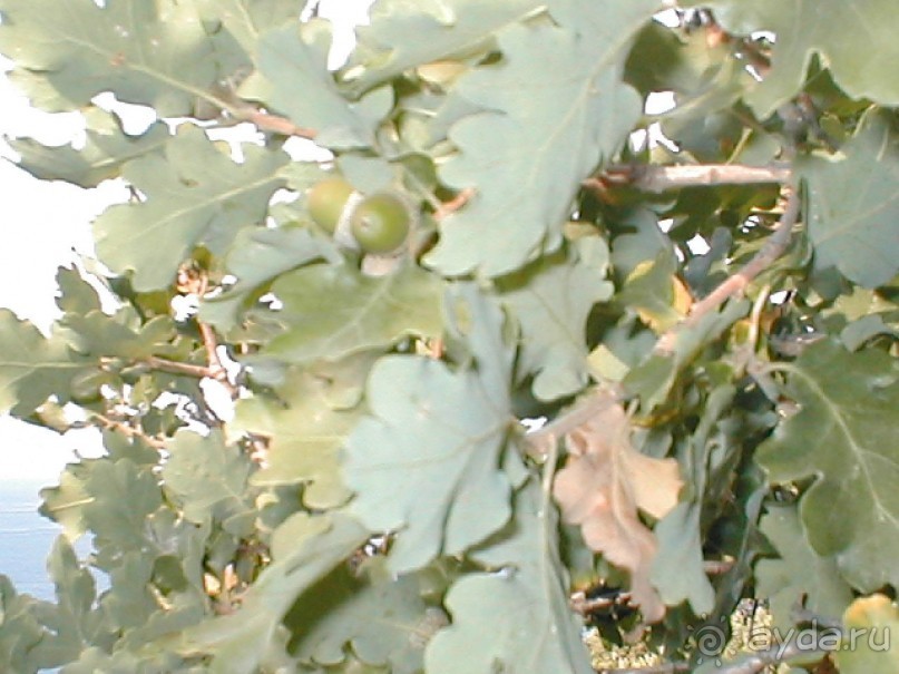 Таинственная Дива, выныривающая из Черного моря