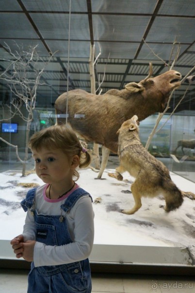 Музей Дарвина - отличное место для любознательных детей