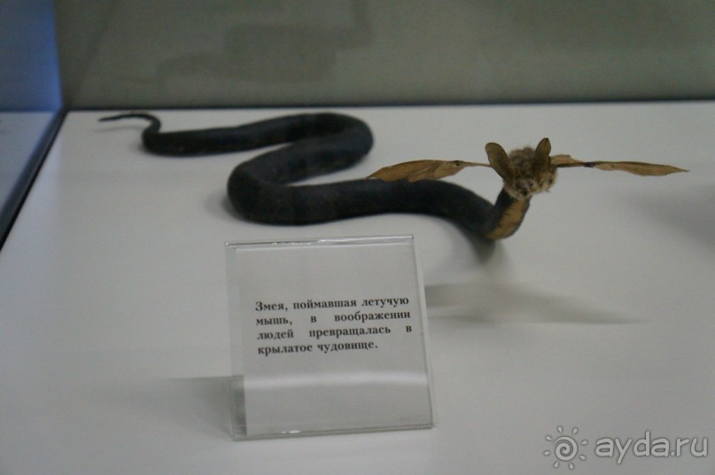 Музей Дарвина - отличное место для любознательных детей