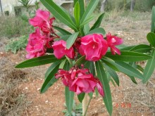 Эгейское море