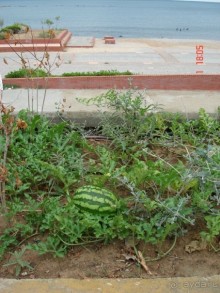 Эгейское море