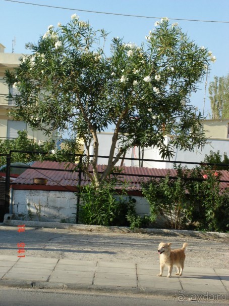 Эгейское море