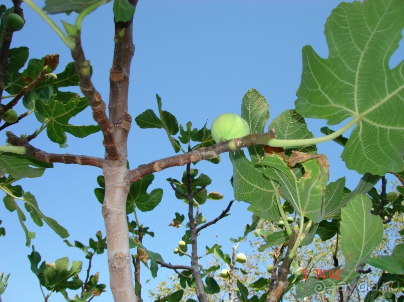 Эгейское море