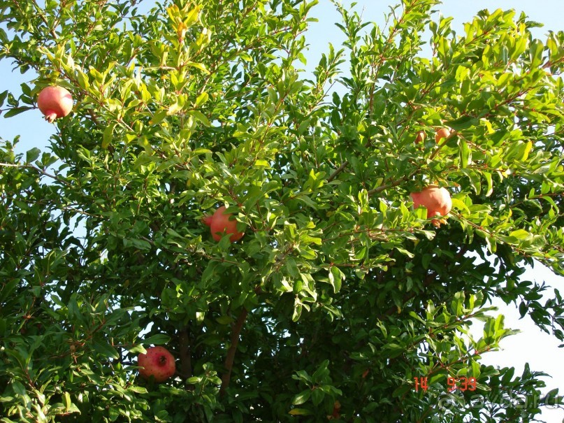 Эгейское море