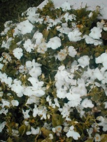 Парк Победы и Поклонная гора