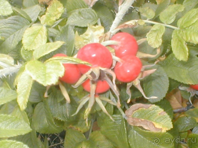 Парк Победы и Поклонная гора