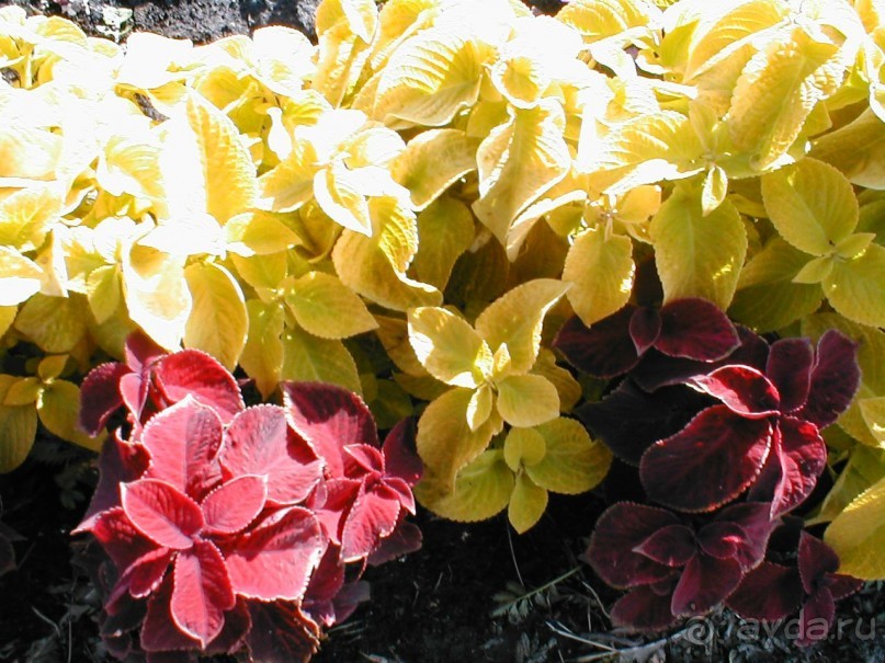 Парк Победы и Поклонная гора