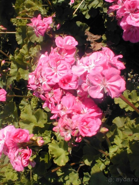 Парк Победы и Поклонная гора