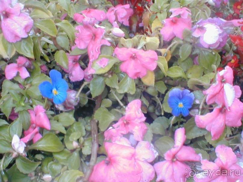 Парк Победы и Поклонная гора