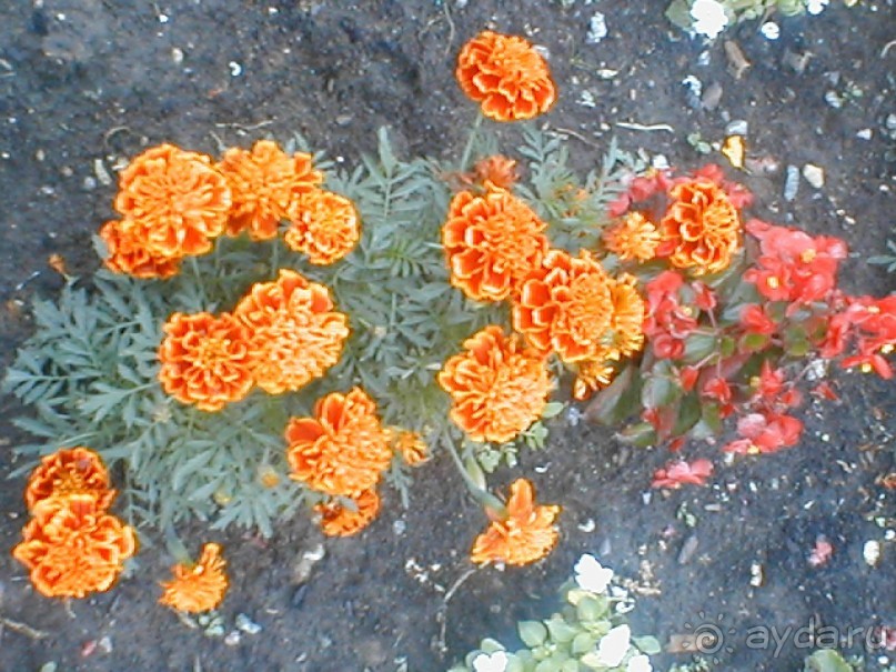 Парк Победы и Поклонная гора