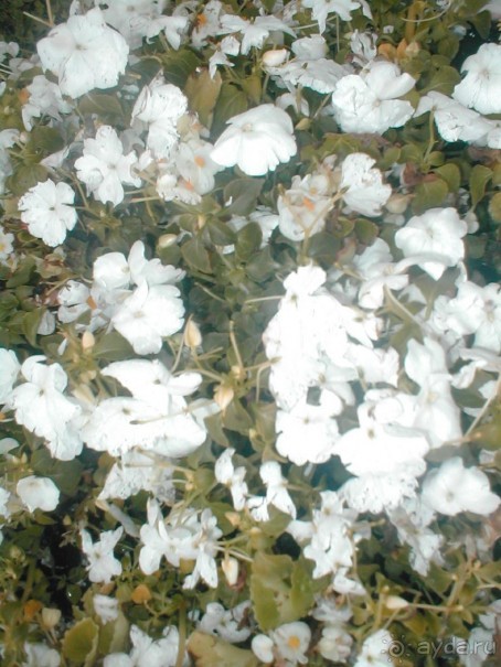 Парк Победы и Поклонная гора