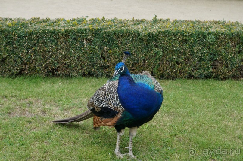 Прага, оказывается, совсем рядом)